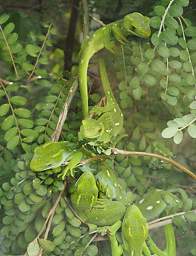Wellington Zealandia Wellington Green Gecko Nautinus Elegans Punctatus