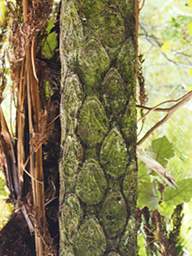 Wellington Zealandia Black Tree Fern Bark