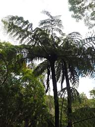 Wellington Zealandia Black Tree Fern Mamaku Cyathea Medullaris