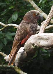 Wellington Zealandia North Is Kaka Nestor Meridionalis Septentrionalis