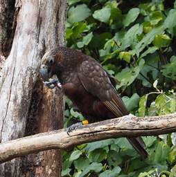 Wellington Zealandia North Is Kaka Nestor Meridionalis Septentrionalis