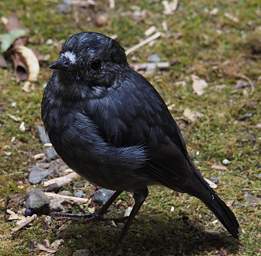 Wellington Zealandia Bird New Zealand Robin Petroica Australis