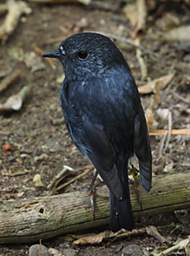 Wellington Zealandia Bird New Zealand Robin Petroica Australis