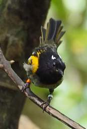 Wellington Zealandia Bird Stitchbird Hi Hi Notiomystis Cincta