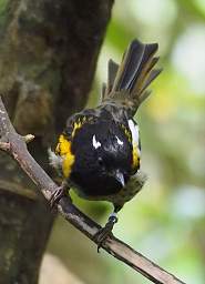 Wellington Zealandia Bird Stitchbird Hi Hi Notiomystis Cincta