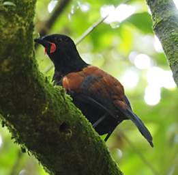 Wellington Zealandia Bird Saddleback Philisternus Carunculatus