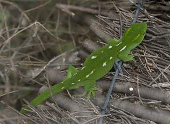 Wellington Zealandia Wellington Green Gecko Naultinus Elegans Punctatus