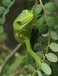 Wellington Zealandia Wellington Green Gecko Naultinus Elegans Punctatus