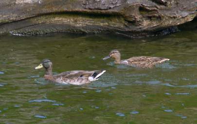 Wellington Zealandia Bird Xxx Mallard Hybrid