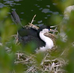 Wellington Zealandia Bird Pied Shag Phalocrocorax Varius