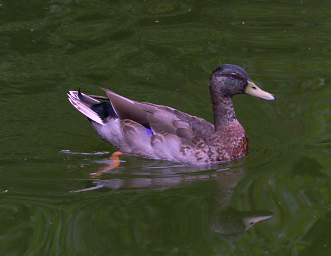 Wellington Zealandia Bird Xxx Mallard Hybrid