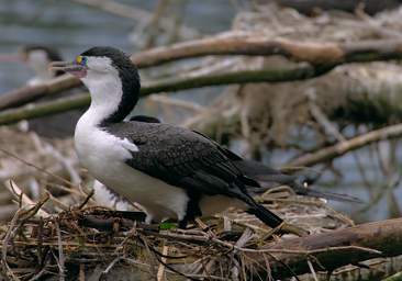 Wellington Zealandia Bird Pied Shag Phalocrocorax Varius