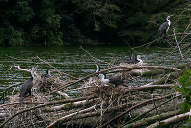 Wellington Zealandia Bird Pied Shag Phalocrocorax Varius