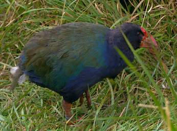 Wellington Zealandia Bird Takahe Notornis Mantelli