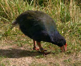 Wellington Zealandia Bird Takahe Notornis Mantelli