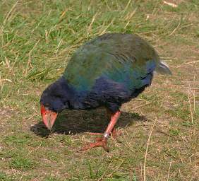 Wellington Zealandia Bird Takahe Notornis Mantelli