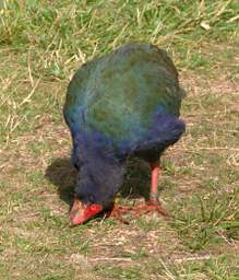 Wellington Zealandia Bird Takahe Notornis Mantelli