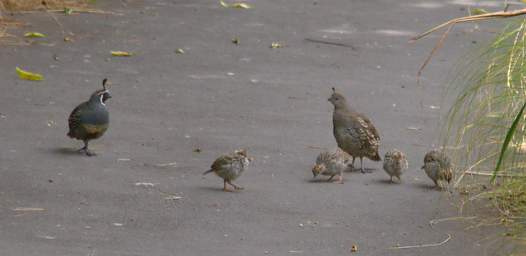 Wellington Zealandia Bird California Quail Lophortyx Californica