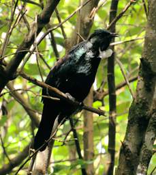 Wellington Zealandia Bird Tui Prosthemadera Novaeseelandiae