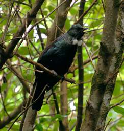 Wellington Zealandia Bird Tui Prosthemadera Novaeseelandiae