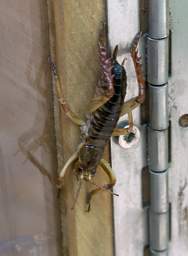 Wellington Zealandia Weta