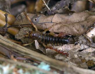 Wellington Zealandia Weta