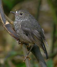 Wellington Zealandia Bird North Island Robin Petroica Australis Longipes