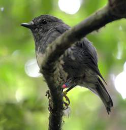 Wellington Zealandia Bird North Island Robin Petroica Australis Longipes