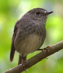 Wellington Zealandia Bird North Island Robin Petroica Australis Longipes