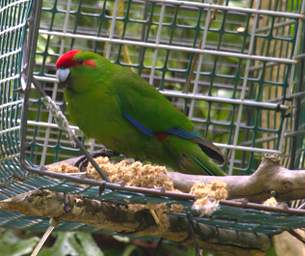 Wellington Zealandia Bird Red Crowned Parakeet Kakariki Cyanoramphus Auriceps
