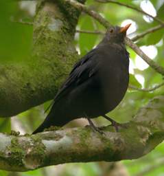 Wellington Zealandia Bird Xxx Starling Sturnus Vulgaris