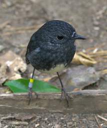 Wellington Bird Robin Petroica Australis
