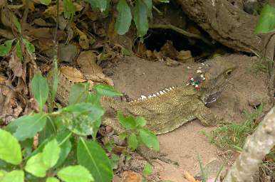 Wellington Tuatara