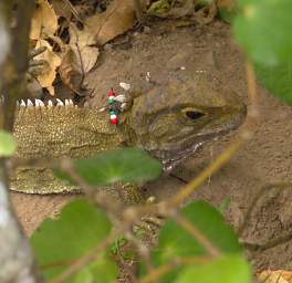 Wellington Tuatara