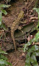 Wellington Tuatara