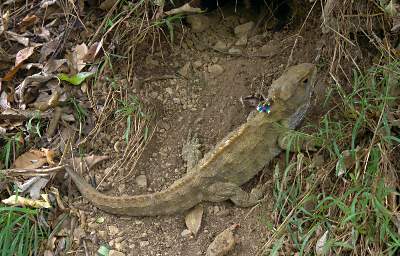 Wellington Tuatara