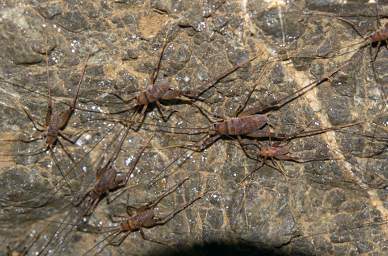 Wellington Cave Weta