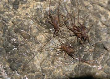 Wellington Cave Weta