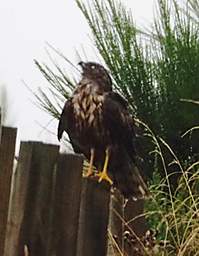 Whanganui R Bird Australian Harrier Circus Approximans Gouldi