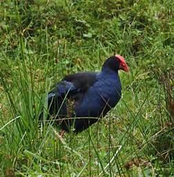 Whanganui R Bird Pukeko Porphyrio Melanotus