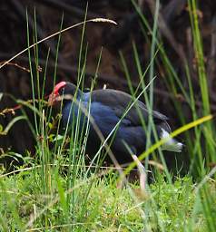 Whanganui R Bird Pukeko Porphyrio Melanotus