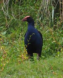 Whanganui R Bird Pukeko Porphyrio Melanotus