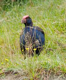 Whanganui R Bird Pukeko Porphyrio Melanotus
