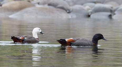 Whanganui R Bird Paradise Shelduck Tadorna Variegata