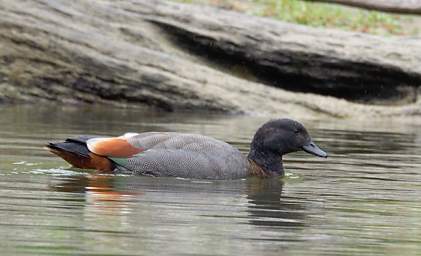 Whanganui R Bird Paradise Shelduck Tadorna Variegata