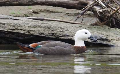 Whanganui R Bird Paradise Shelduck Tadorna Variegata F