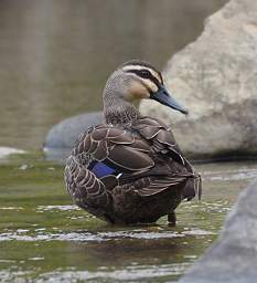 Whanganui R Bird Hybrid Mallard Grey Duck