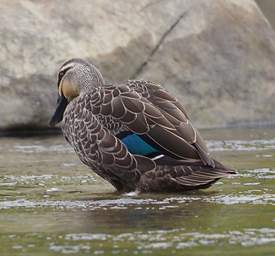 Whanganui R Bird Hybrid Mallard Grey Duck