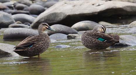 Whanganui R Bird Grey Duck Anas Superciliosa