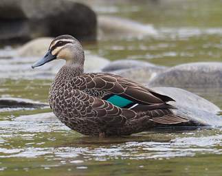 Whanganui R Bird Grey Duck Anas Superciliosa